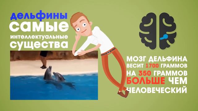 ЖИВОТНЫЕ УМНЕЕ ЧЕЛОВЕКА! смотреть онлайн