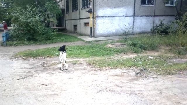 Собака стоит на задних лапах и лает смотреть онлайн
