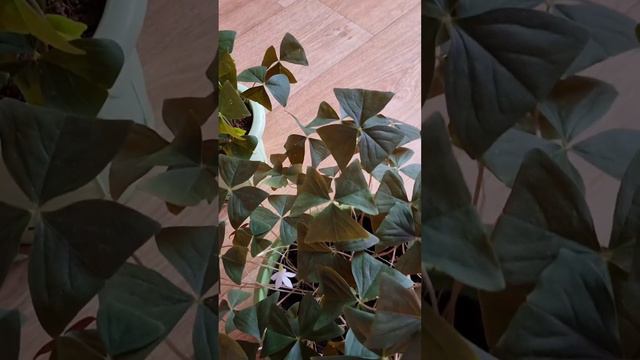 19 февраля 2024 г. смотреть онлайн