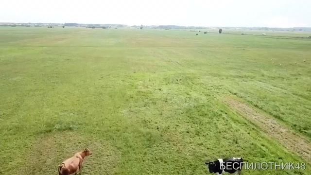 Полёты в стае журавлей - аэросъёмка смотреть онлайн