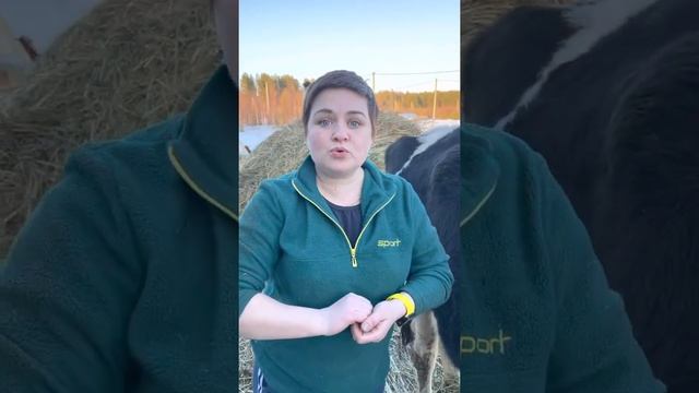 Не на всех коровах действуют признаки стельности смотреть онлайн