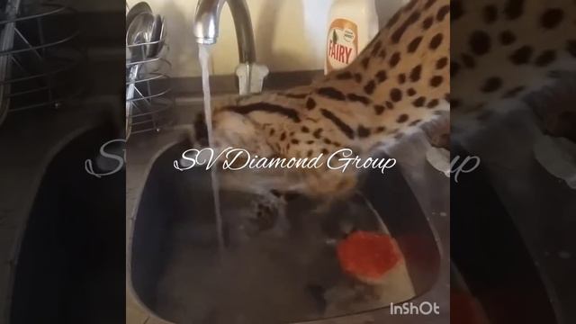 Сервал играет с водой! смотреть онлайн