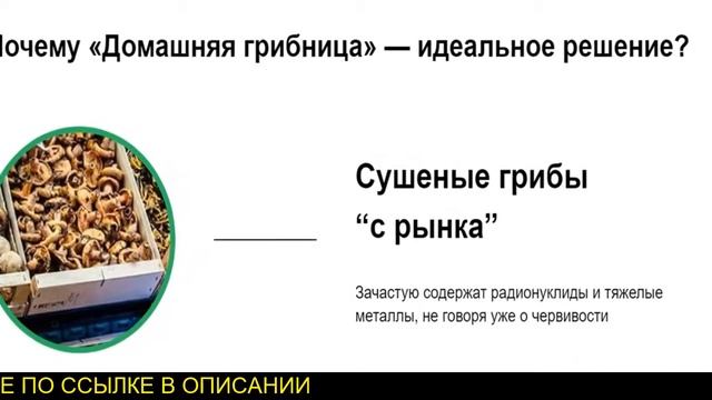 Купить грибницу для выращивания в домашних смотреть онлайн