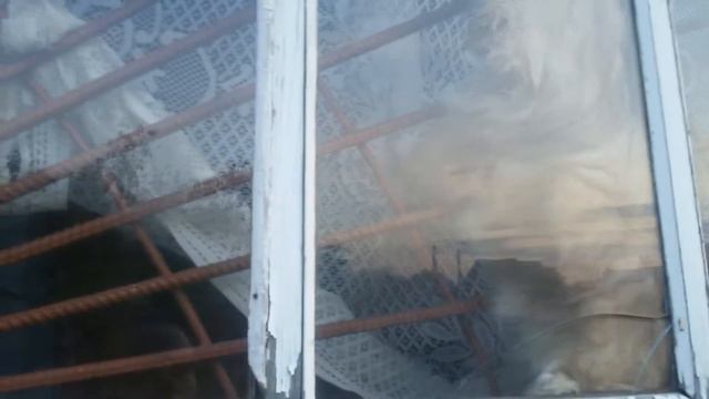 Собачка застряла смотреть онлайн