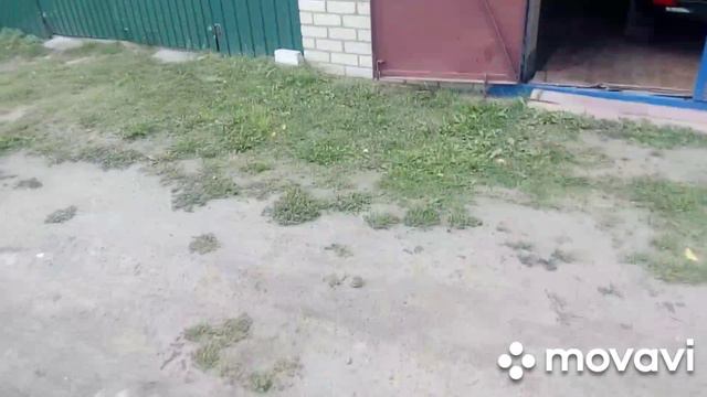 Обзор бензо триммера Чемпион Т-525 . смотреть онлайн