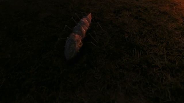 Chasing a Scrip in Morrowind: An MGE video смотреть онлайн