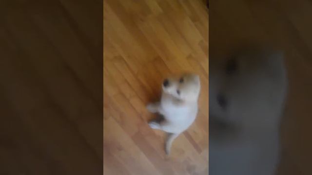 Игри на Рушинка с татко си Чопър смотреть онлайн