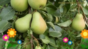 Груша обыкновенная Лесная Красавица. Краткий обзор, описание pyrus communis Lesnaia Krasavitca