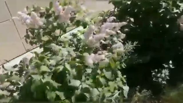 ?Прогулка в парке Урицкого г.Казань? смотреть онлайн