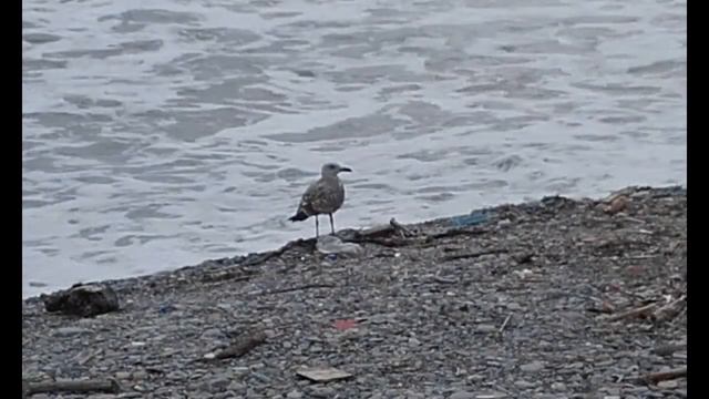 Джубга. Бухта Инал. Октябрь 2016 смотреть онлайн