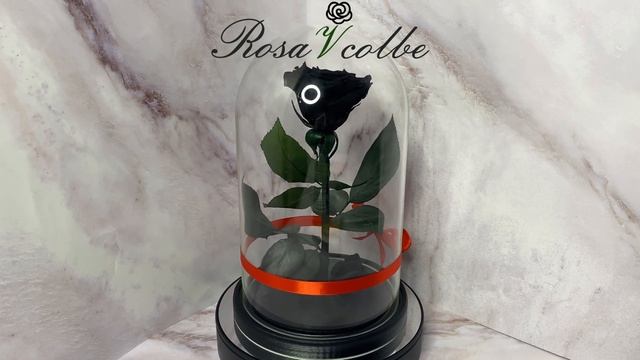 Роза в колбе чёрная. Магазин rozavcolbe. смотреть онлайн