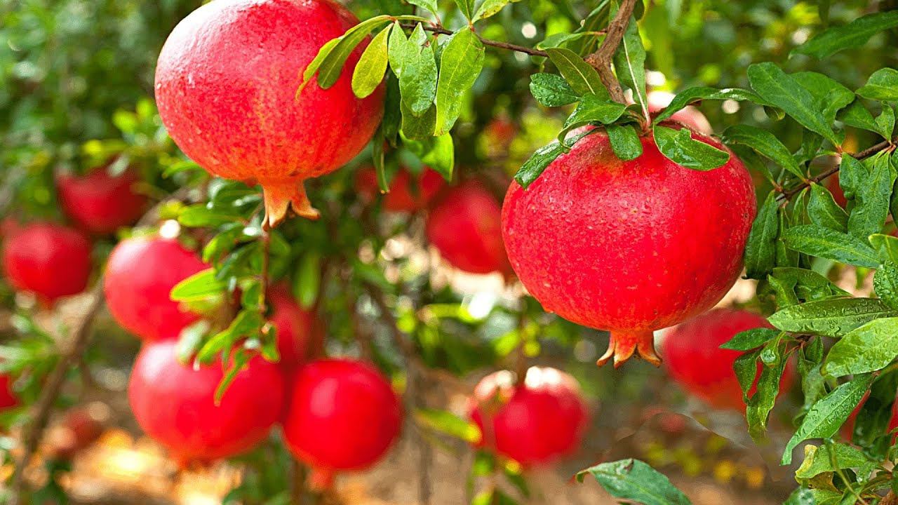 Гранаты | Как их выращивают и обрабатывают смотреть онлайн