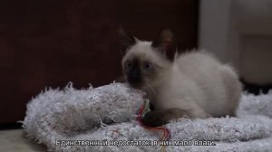 Можно ли кормить котенка сухим и влажным кормом?