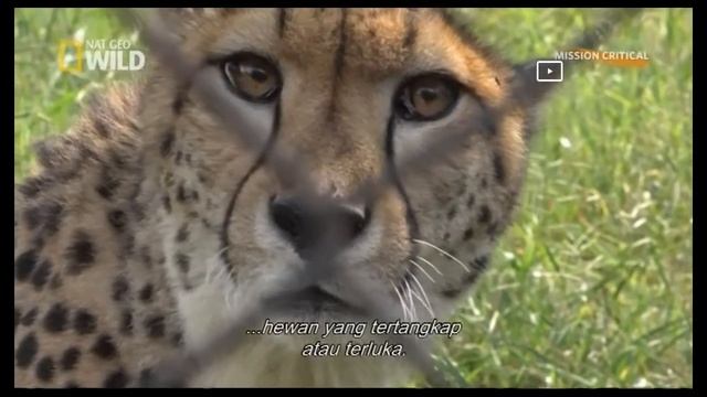 The Miracle Cheetah (Sub Indonesia) - NAT GEO WILD смотреть онлайн