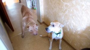 Как перевоспитать агрессивную и неуправляемую собаку?