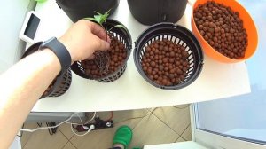 Пересадка растения в гидропонику.