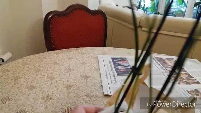 Орхидеи из Голландии смотреть онлайн