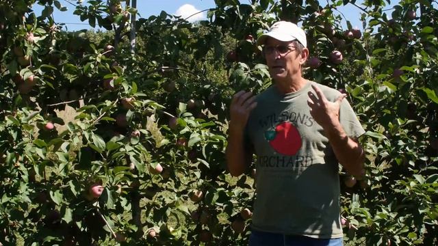 McIntosh Apples | Bite Size смотреть онлайн