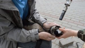 Обезроживание козлят термокаутером