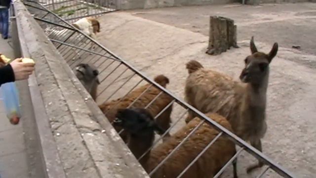 Vlog: Прогулка в Одесском Зоопарке - ZOO смотреть онлайн