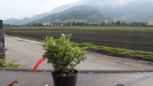 Spindelstrauch - Euonymus fortunei Emerald Gold смотреть онлайн