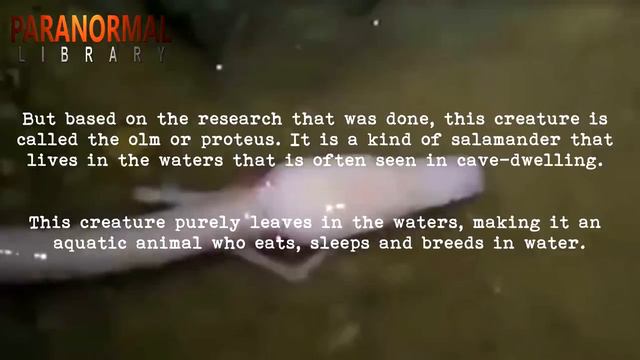 Strange Looking White Dragon Was Caught On Cam Inside A Cave смотреть онлайн
