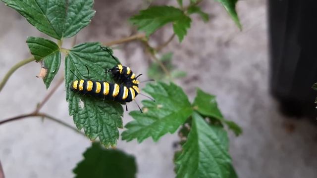 Княженика и гусеница.Вредители в питомнике княженики и морошки. смотреть онлайн