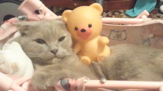 Анфиса  лежит в коляске с тэди??