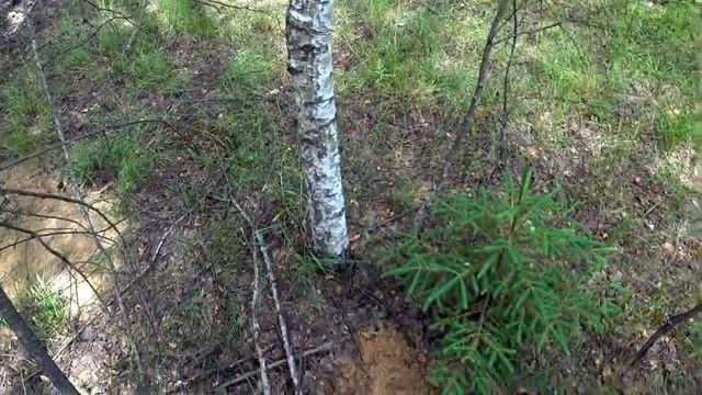 Что можно найти металлоискателем в обычном лесу? смотреть онлайн