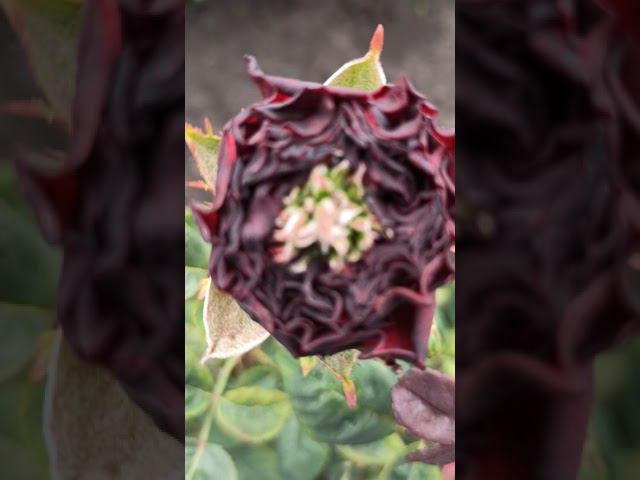 #РозаРедАй #RedEye #РедАй смотреть онлайн