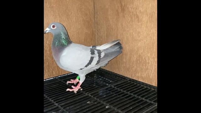 85623 BB Hen смотреть онлайн