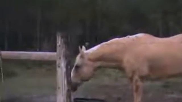 Побег от корови смотреть онлайн