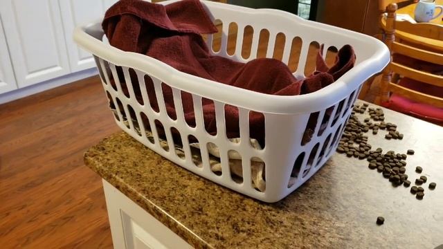 Towel Game Free Dog Food Puzzle смотреть онлайн