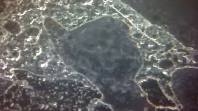 Простейшие смотреть онлайн