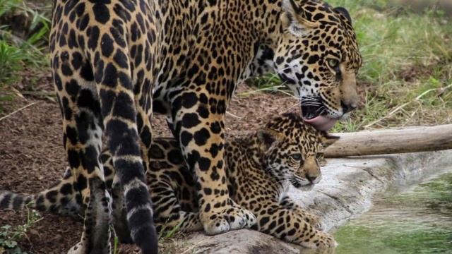 #кошки #большиекошки #сказка смотреть онлайн