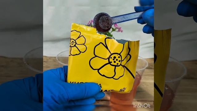 Как сделать листья ГОРТЕНЗИИ темно-зелеными. Не пропустите эту важную подкормку! смотреть онлайн