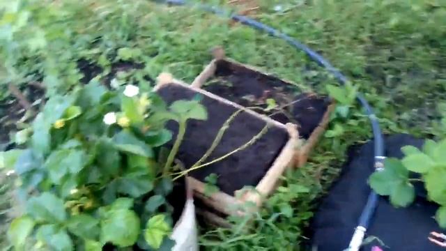 первые ягоды на клубнике хоней и ольвия.чеснок на грядках клубники и мучнистая роса на смородине смотреть онлайн