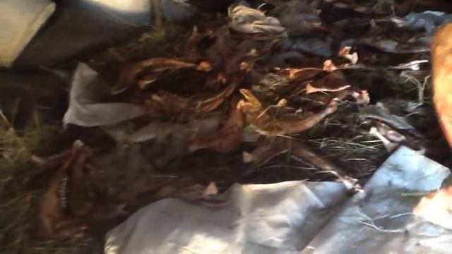 Алиса и скелеты смотреть онлайн