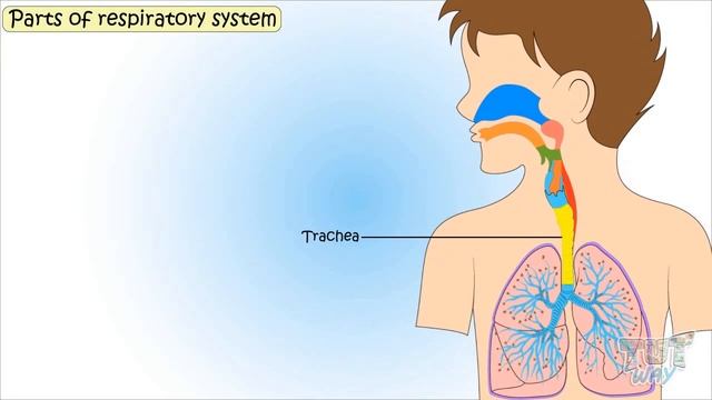 The Human Body: Respiratory System | Science | Grade 5 | TutWay смотреть онлайн