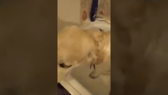 Экспресс-линька (быстрая линька) Золотистого ретривера