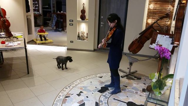 Violin. Modello Rocca 2015. смотреть онлайн