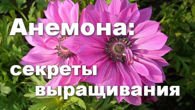 Анемона корончатая: главный секрет выращивания смотреть онлайн