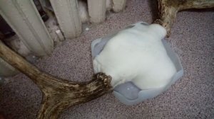 Обработка черепа и рогов лося, крепление трофея на медальон.