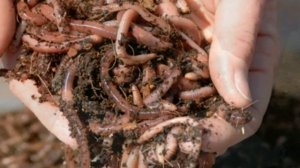 РЕНТАБЕЛЬНОСТЬ ЭТОГО бизнеса ПРЕВЫШАЕТ 200%! Разведение червей: ОСОБЕННОСТИ, ДОХОДНОСТЬ. БИЗНЕС ПЛА