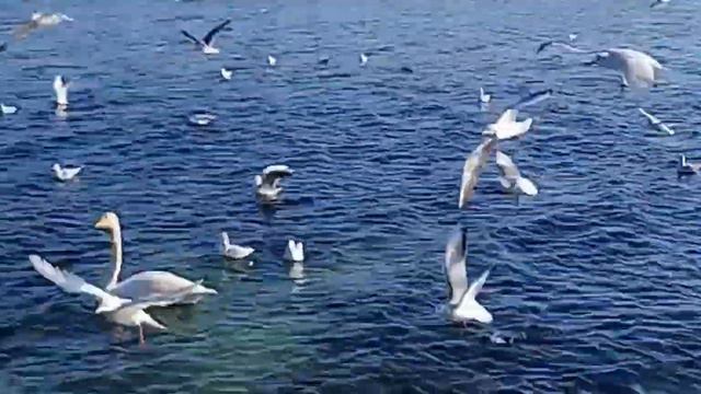 203/Провожая лебедей, вспоминаем легенды о них/До свидание, лебеди! смотреть онлайн