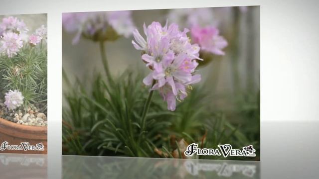 Армерия дернистая (Armeria caespitosa) смотреть онлайн