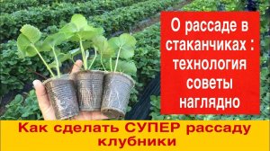 Как сделать СУПЕР рассаду клубники