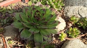 МОЛОДИЛО? в саду: уход и идеи для ландшафтного дизайна??