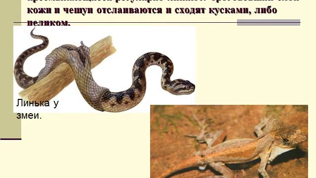 Презентация Класс пресмыкающиеся Особенности внешнего строения и скелета пресмыкающихся смотреть онлайн