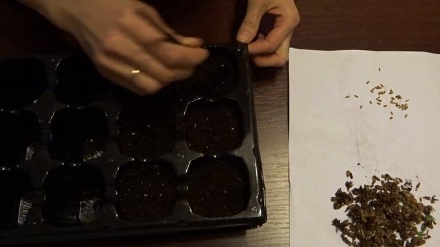 Выращивание туи из семян в домашних условиях смотреть онлайн